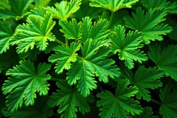 Intricate parsley leaf pattern, vibrant green hues , parsley, branch, detail