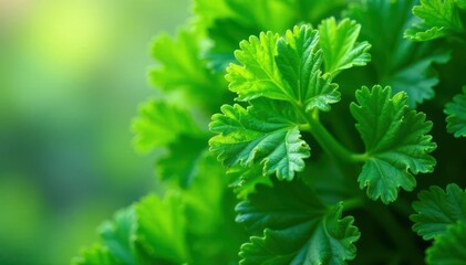 Intricate parsley leaf detail, vibrant green hues, healthy, spice
