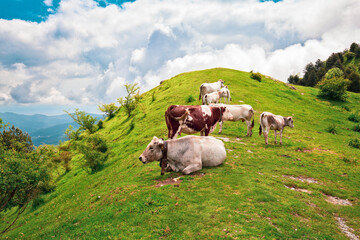 Grazing Cows on a Lush Mountain Meadow in the Italian Alps