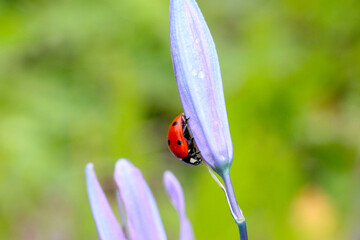 Ladybug on Camas 02