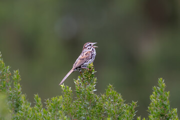 song sparrow, songbird, animal wildlife, springtime, outdoors, passerine bird, singing, sing, beautiful, cute, avian, bird, birdlife, feather, environment, north america, sparrow, wildlife