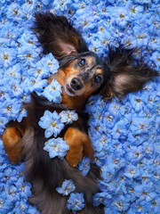 Close up view of a cute longhair dachshund dog lying on its back and looking up, lying on a bed of a blue delphinium flowers