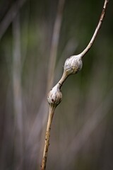 Dried Seed Pods on a Stem