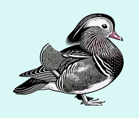 Mandarin Duck Illustration: Detailed Bird Drawing
