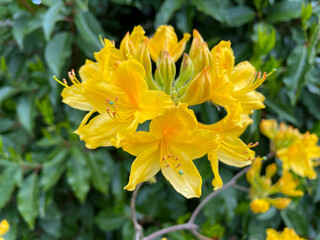 Fototapeta premium Golden Flame Azalea 03