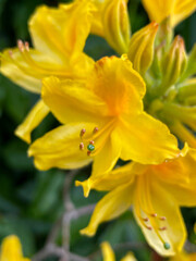 Fototapeta premium Golden Flame Azalea 06