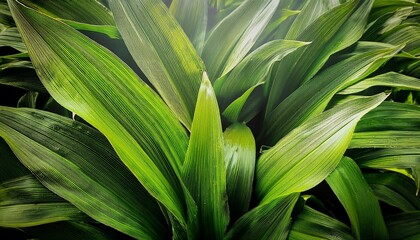 ramson wild garlic leaves