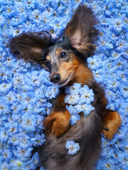 Close up view of a cute longhair dachshund dog lying on its back and looking up, lying on a bed of a blue delphinium flowers