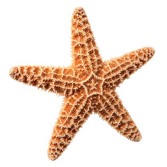 Orange Starfish Sea Star Echinoderm Tide Pool Marine Life Isolated White