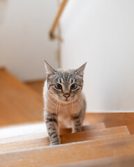 階段を上る可愛い猫　シャムトラ猫	