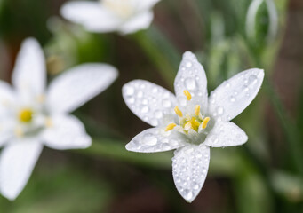 雨に濡れた小さなs白い花	