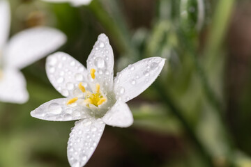 雨に濡れた小さなs白い花	