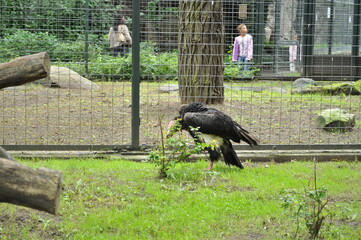 the black vulture bird in the zoo eats