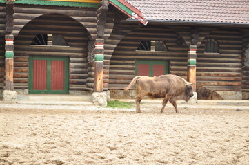 the bison walks on the paddock in the zoo