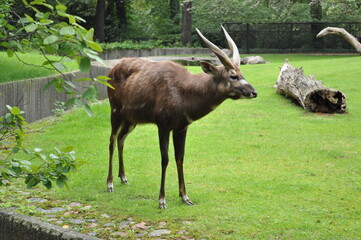 wild horned african animals mammal bezoarless goat at the zoo