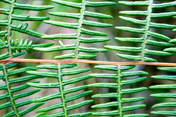 Spectacular detail and level of texture of leaves of a green fern plant in the jungle.