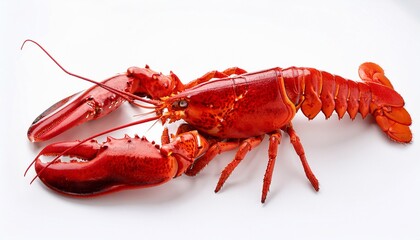 whole red lobster isolated on white background