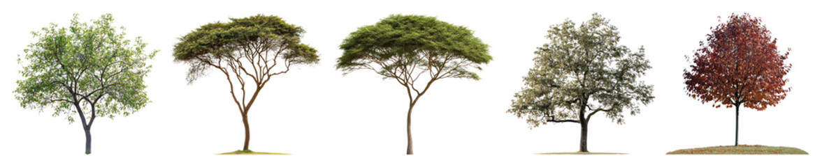 Naklejka premium PNG Diverse trees showcasing seasonal changes, element set on transparent background