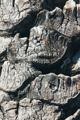 Close-up of textured tree bark in natural sunlight outdoors