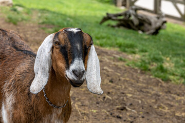 A curious goat at Riverdale Farm in Toronto, showcasing the peaceful and educational atmosphere of urban farming.
