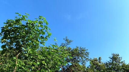 Lush greenery framing clear sky with white clouds, peaceful tropical scene perfect for relaxation, mindfulness visuals, eco-awareness campaigns, and natural lifestyle design