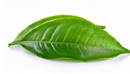 Fototapeta premium fresh green tea leaves on white background isolated