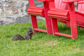 A curious squirrel enjoys the lush greenery at Riverdale Farm in Toronto, Canada.