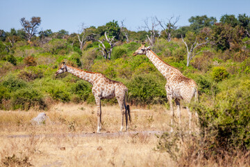 Southern giraffes