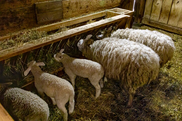 Charming sheep at Riverdale Farm in Toronto. A glimpse into farm life amidst a vibrant urban setting.