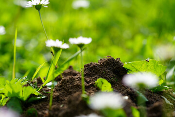 daisies in an anthill