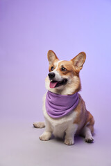 A stylish corgi poses with a scarf on a soft gradient background, radiating charm and personality. The playful accessory adds to the dog's trendy and friendly appearance.
