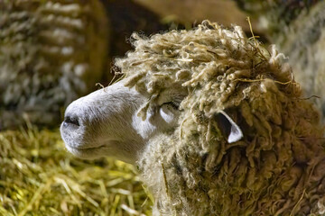 Charming scene of a content sheep lounging at Riverdale Farm in Toronto, offering a glimpse of serene farm life in an urban setting.