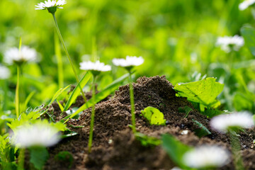 daisies in an anthill