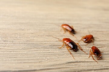Many cockroaches on wooden table, closeup. Space for text