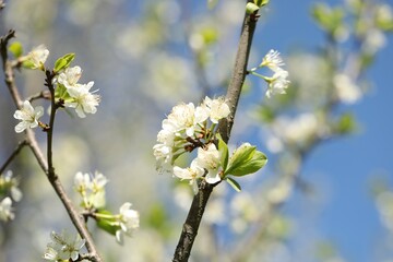 Beautiful blossoming plum tree with white flowers outdoors, closeup