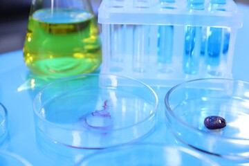 Petri dishes, flask and test tubes with samples on light blue background, closeup