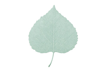 Fototapeta premium Poplar leaf with visible veins, isolated on transparent background, ideal for nature-themed projects