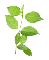 One branch with green leaves isolated on white
