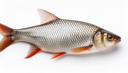 Obraz premium live roach fish isolated on white background