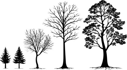 Fototapeta premium Tree Growth Stages Silhouette Vector, Realistic Black Tree Illustrations from Sapling to Mature Forest Trees