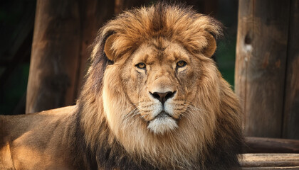 Fototapeta premium lion in the zoo