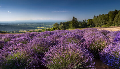 freshly picked lavender flowers arranged beautifully evoking a soothing atmosphere