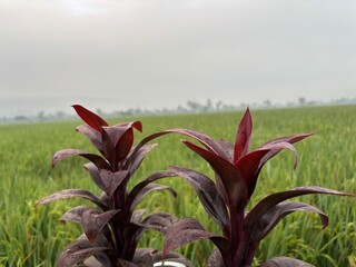 Close up detail of a Cordyline fruticosa plant, Ti Hawa Plant with its dark maroon leaves, adorned with sparkling raindrops or morning dew. The plant stands in contrast to the vast, faint green rice
