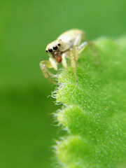Macro of a spider on green leaf