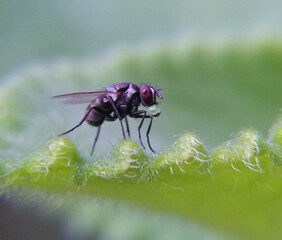 Macro of fly on green leaf