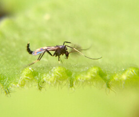 Mosquito on green leaf