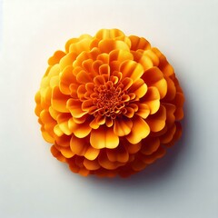 Closeup marigold flower petals vibrant orange blossom floral bloom botanical beauty flora