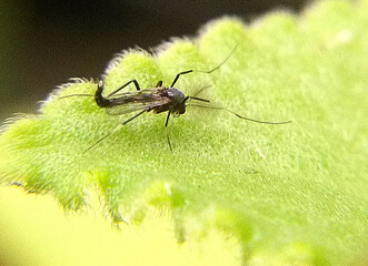 Mosquito on green leaf