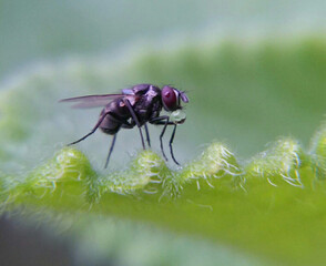 Macro of fly on green leaf