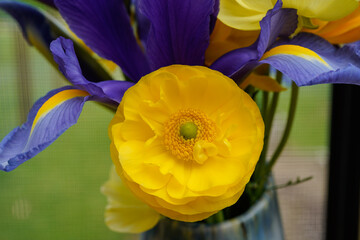 Closeup of a yellow ranunculus flower  with purple and yellow dutch irises in the background.